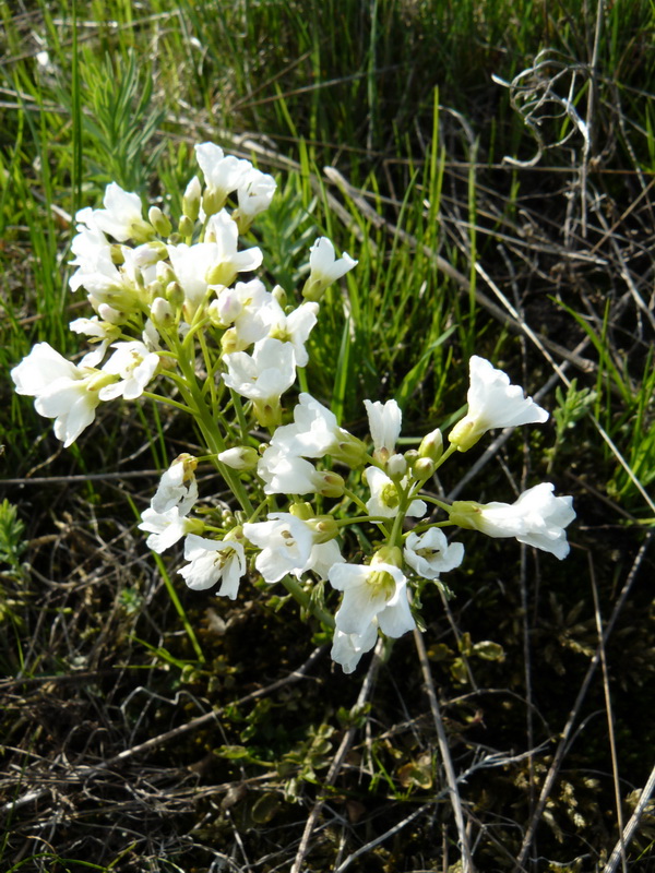 Image of Cardamine dentata specimen.