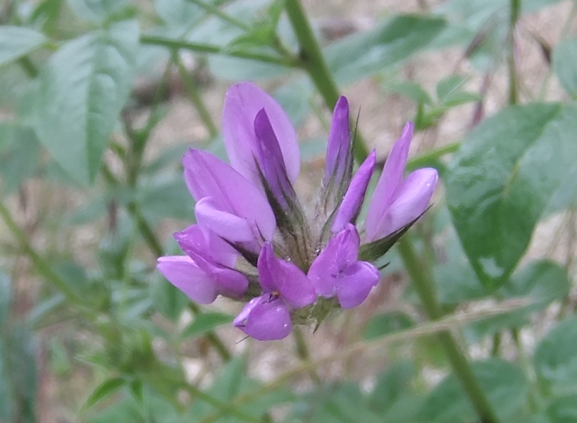 Image of Psoralea bituminosa ssp. pontica specimen.