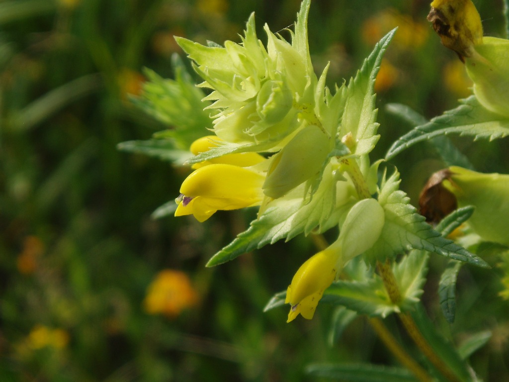 Изображение особи Rhinanthus serotinus.