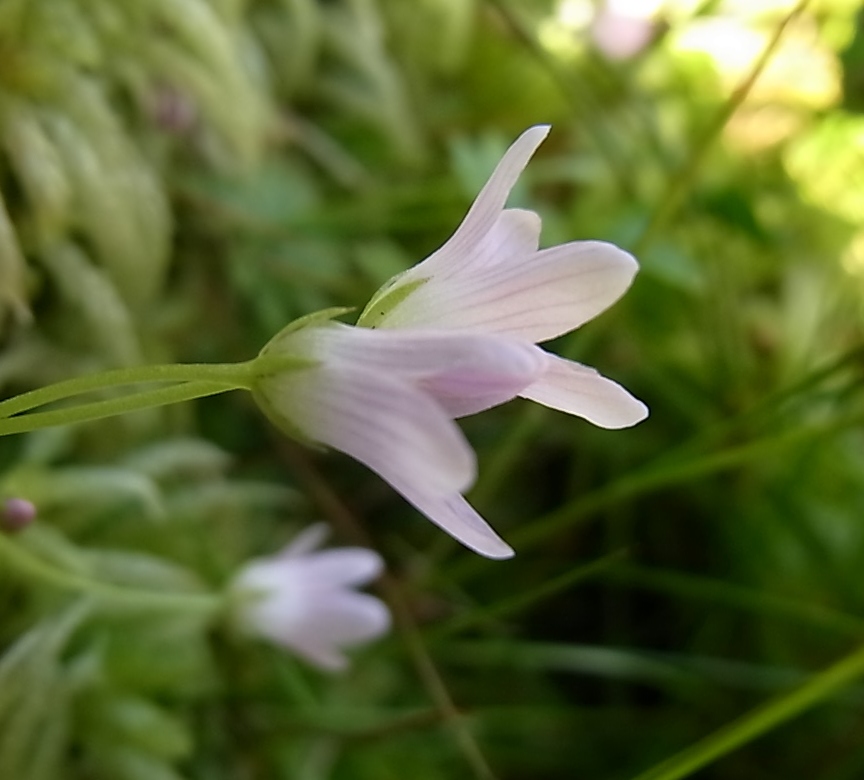 Image of Anagallis tenella specimen.