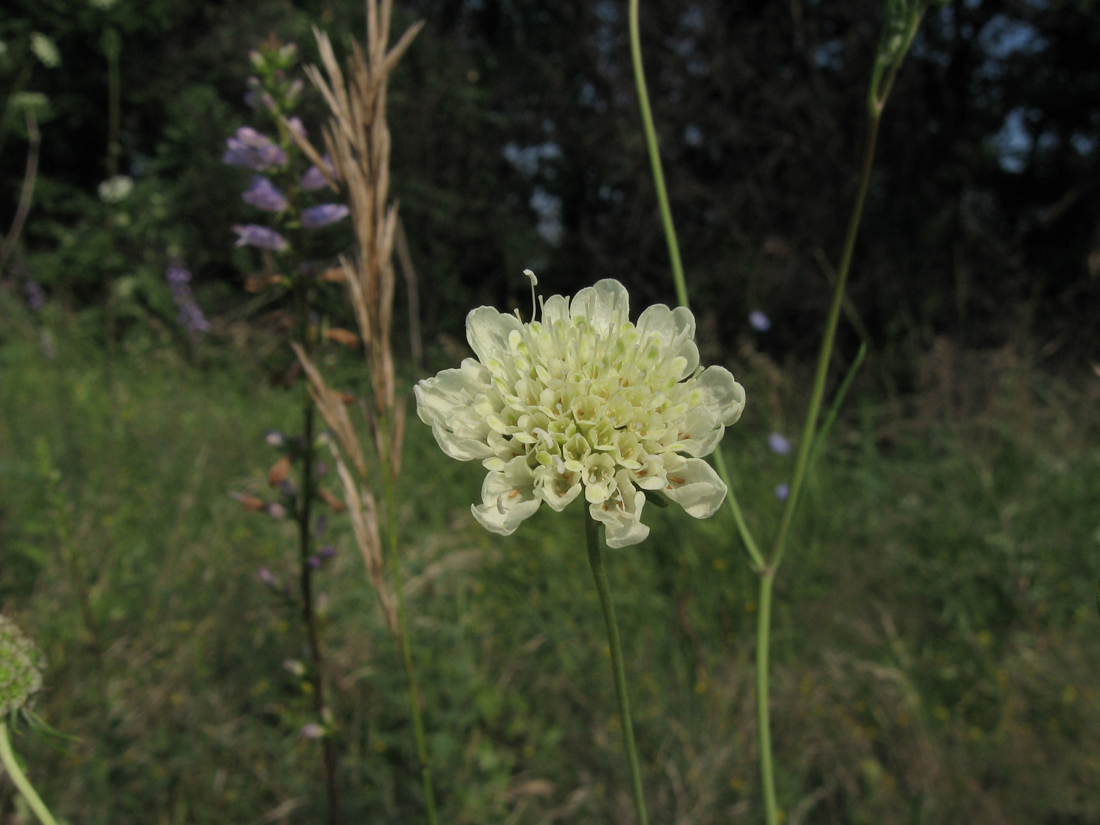 Изображение особи Scabiosa ochroleuca.