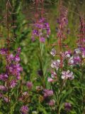 Смотреть изображение Chamaenerion angustifolium