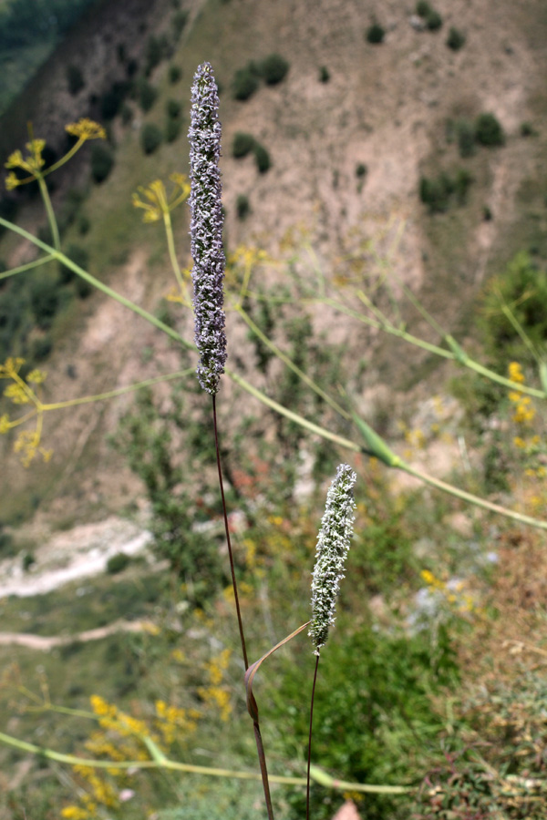 Image of Phleum phleoides specimen.