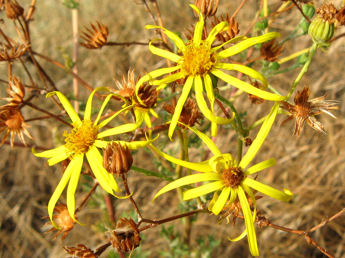 Изображение особи Senecio jacobaea.