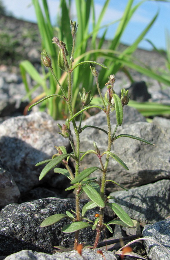 Image of Chaenorhinum minus specimen.