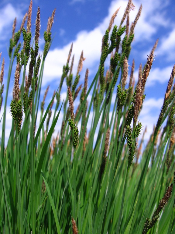 Image of Carex cespitosa specimen.