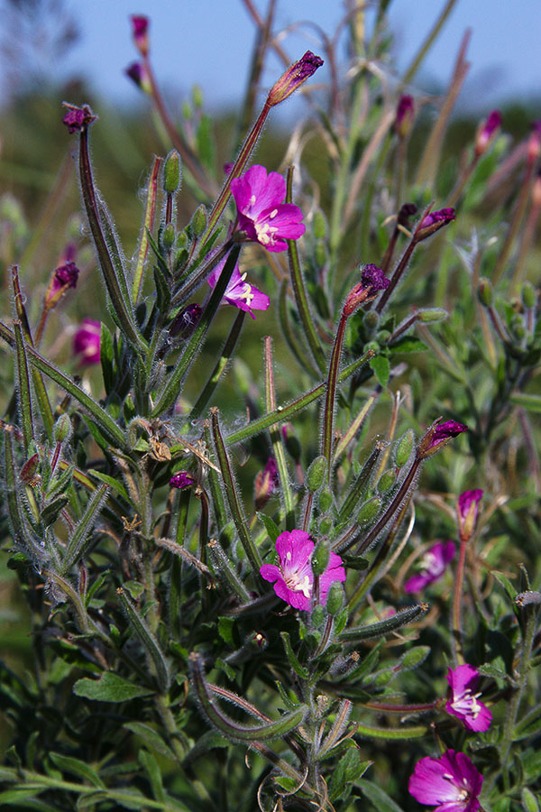 Изображение особи Epilobium villosum.