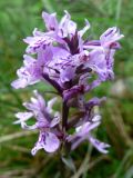 Dactylorhiza fuchsii. Соцветие. Свердловская обл., окр. г. Североуральск, южная окраина Колонгинского водохранилища, болото. 26.07.2011.