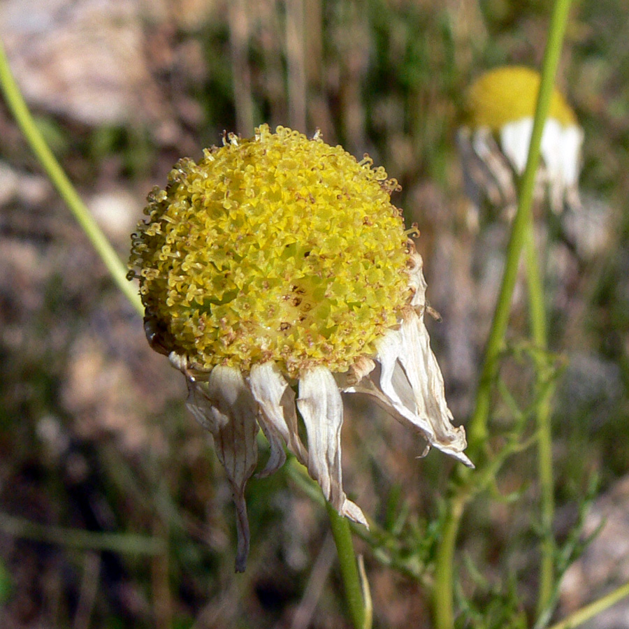 Изображение особи Tripleurospermum inodorum.