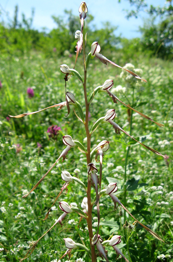 Image of Himantoglossum caprinum specimen.