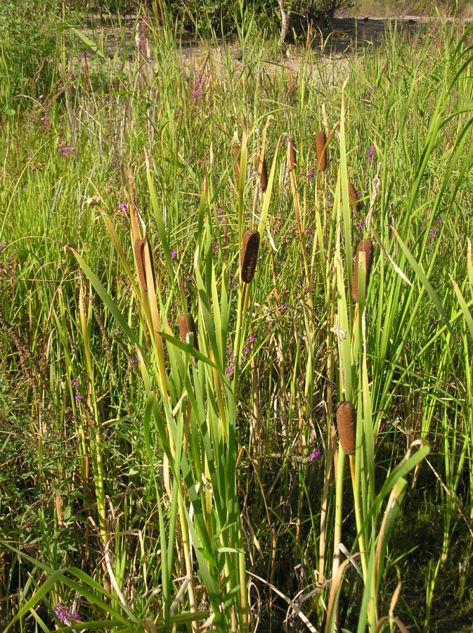 Изображение особи Typha latifolia.