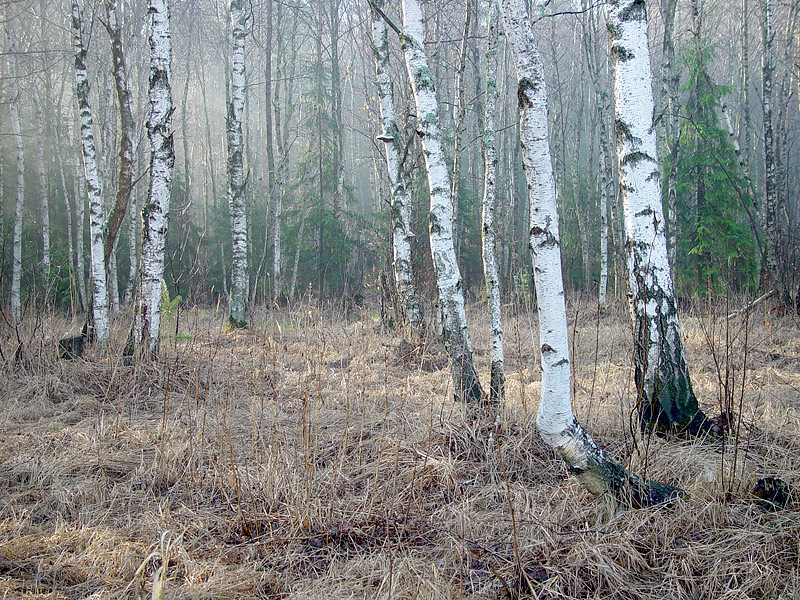 Image of Betula pendula specimen.