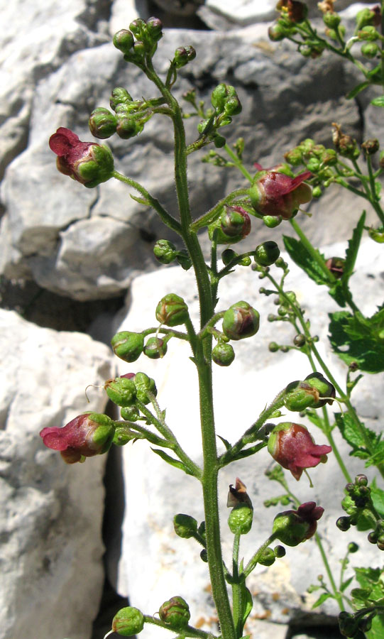 Image of Scrophularia scopolii specimen.