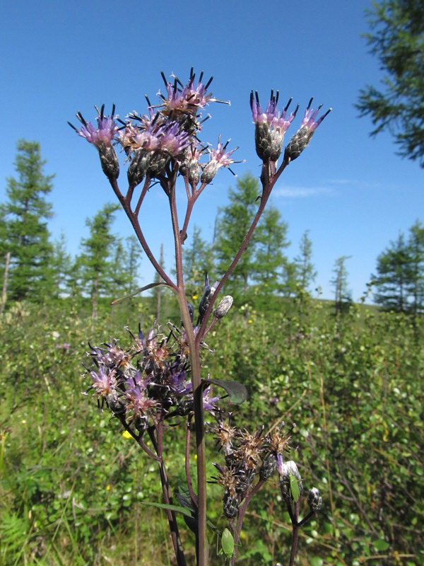 Изображение особи Saussurea stubendorffii.