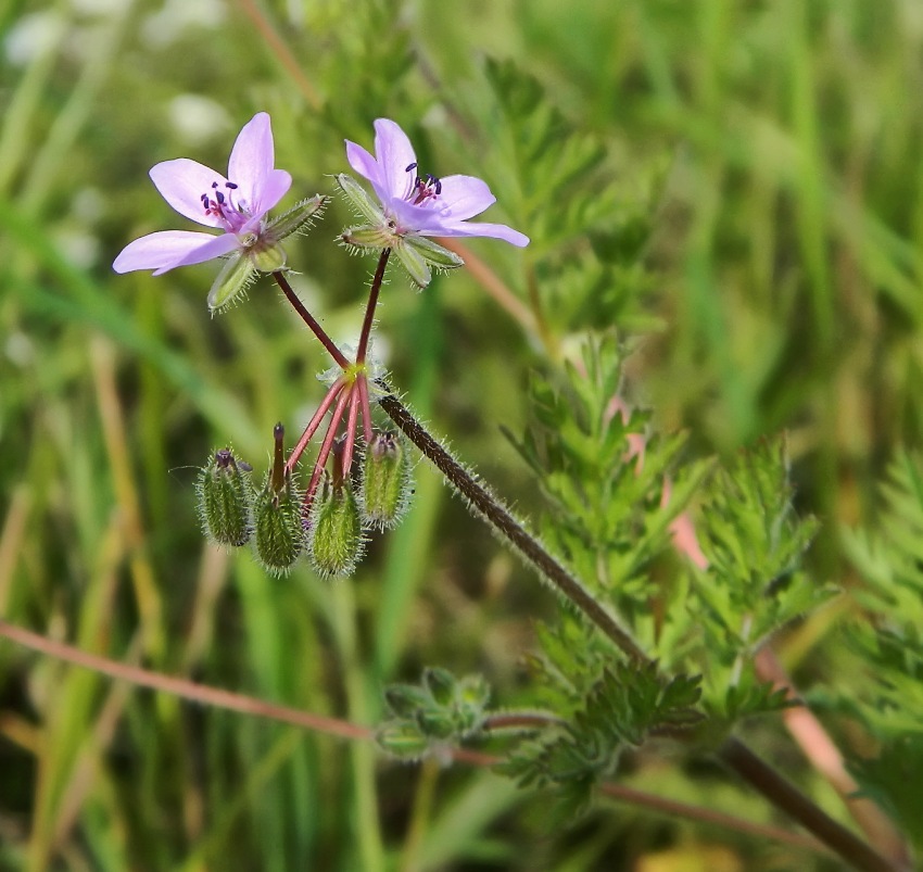 Изображение особи Erodium cicutarium.