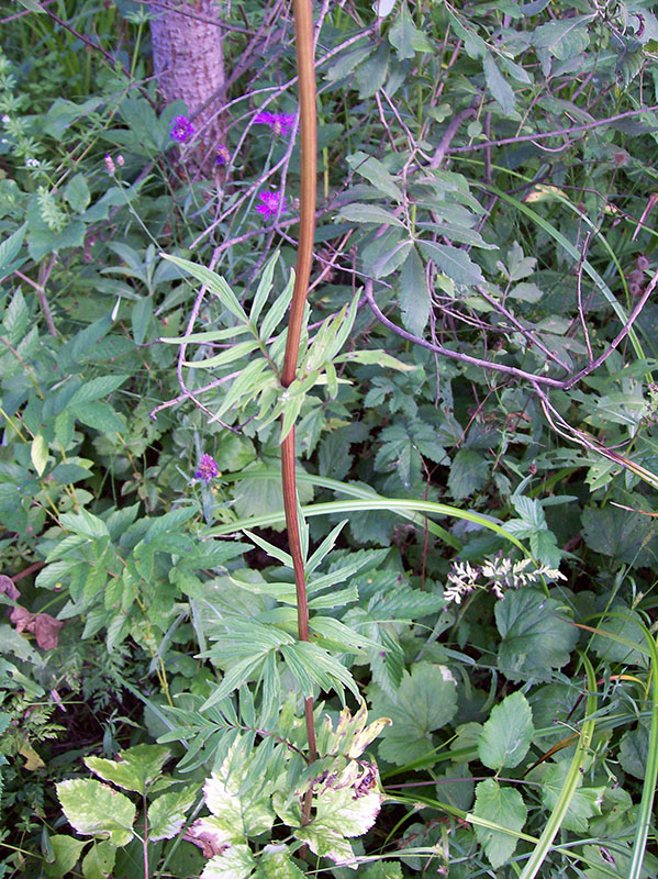 Изображение особи Valeriana officinalis.