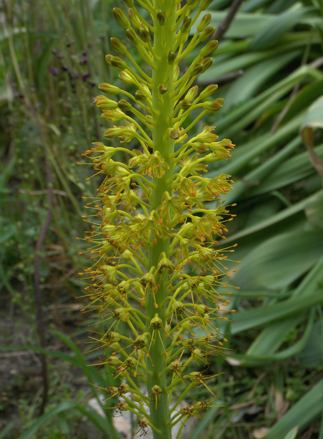 Image of Eremurus korshinskyi specimen.