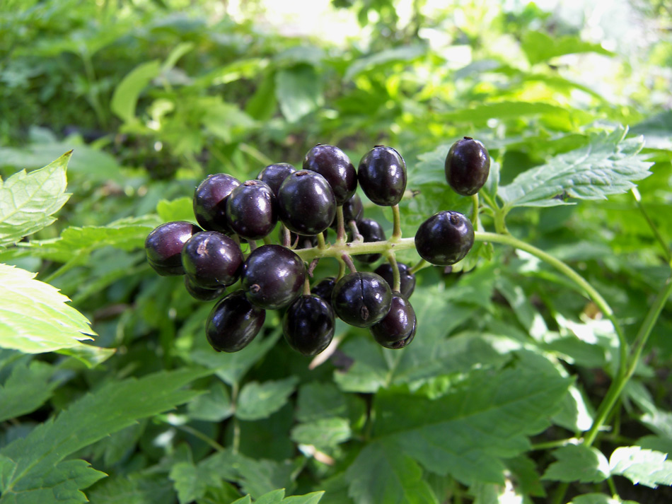 Image of Actaea spicata specimen.