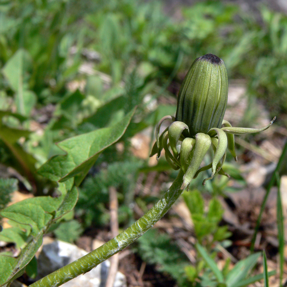 Image of Taraxacum ostenfeldii specimen.