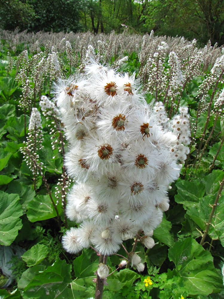 Изображение особи Petasites hybridus.