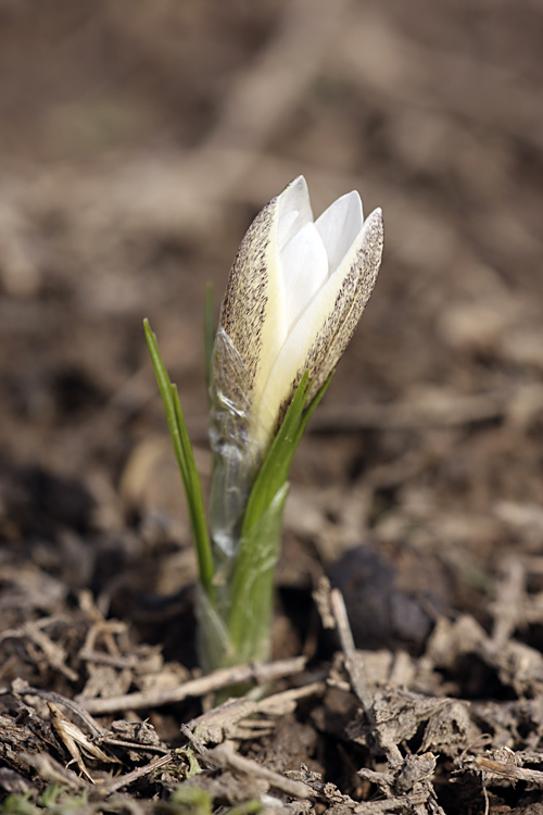 Изображение особи Crocus alatavicus.