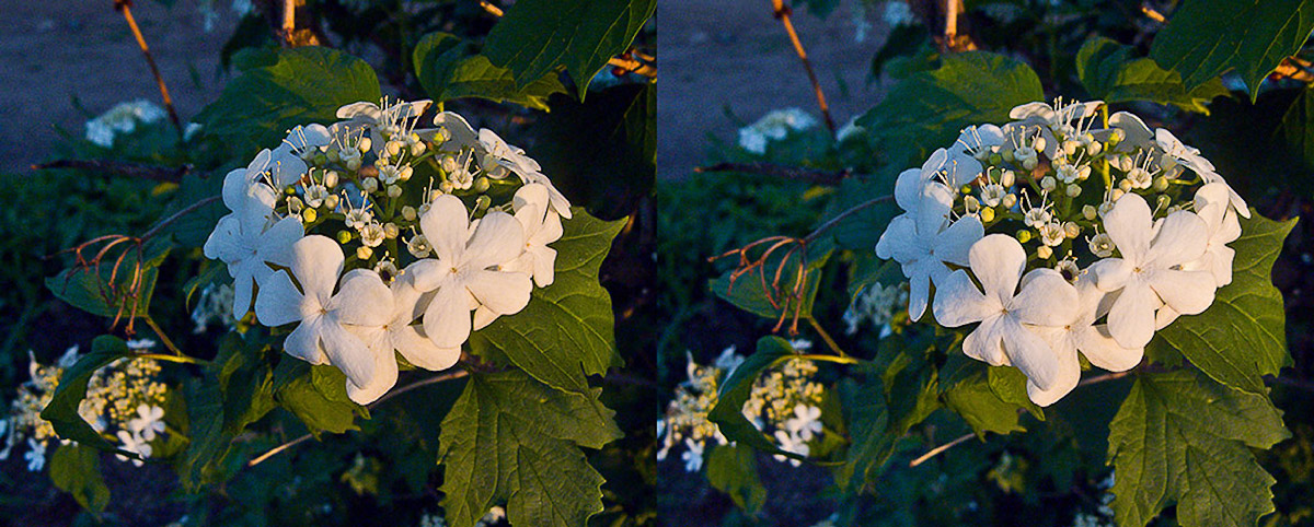 Image of Viburnum opulus specimen.