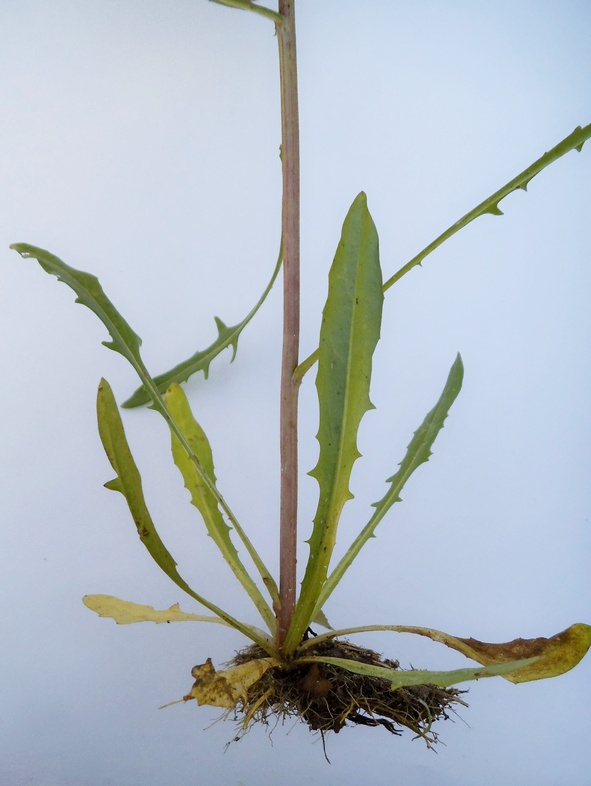 Image of Crepis tectorum specimen.