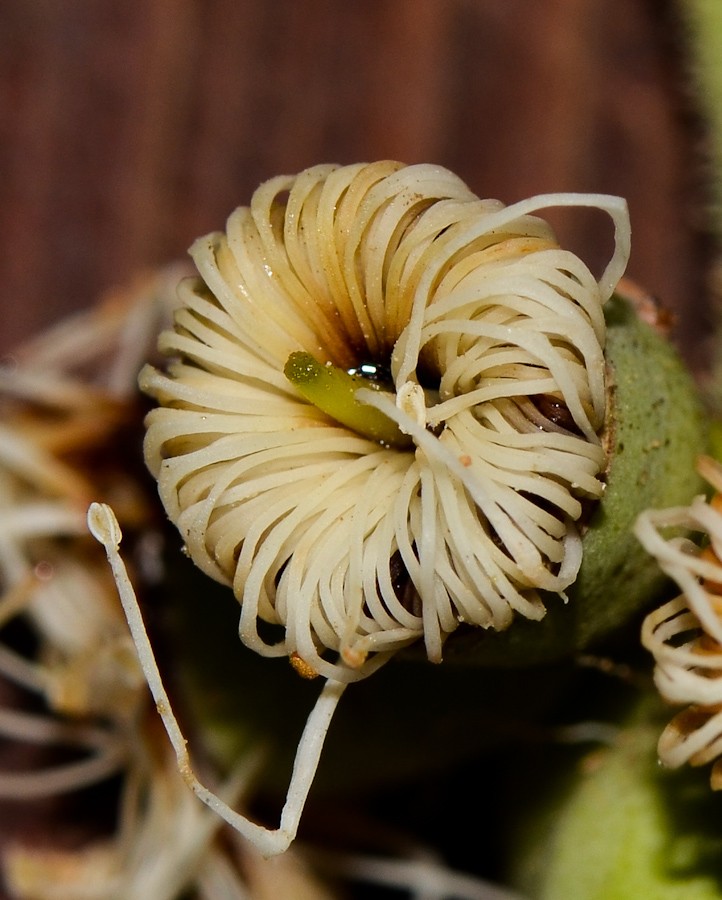 Изображение особи Corymbia torelliana.