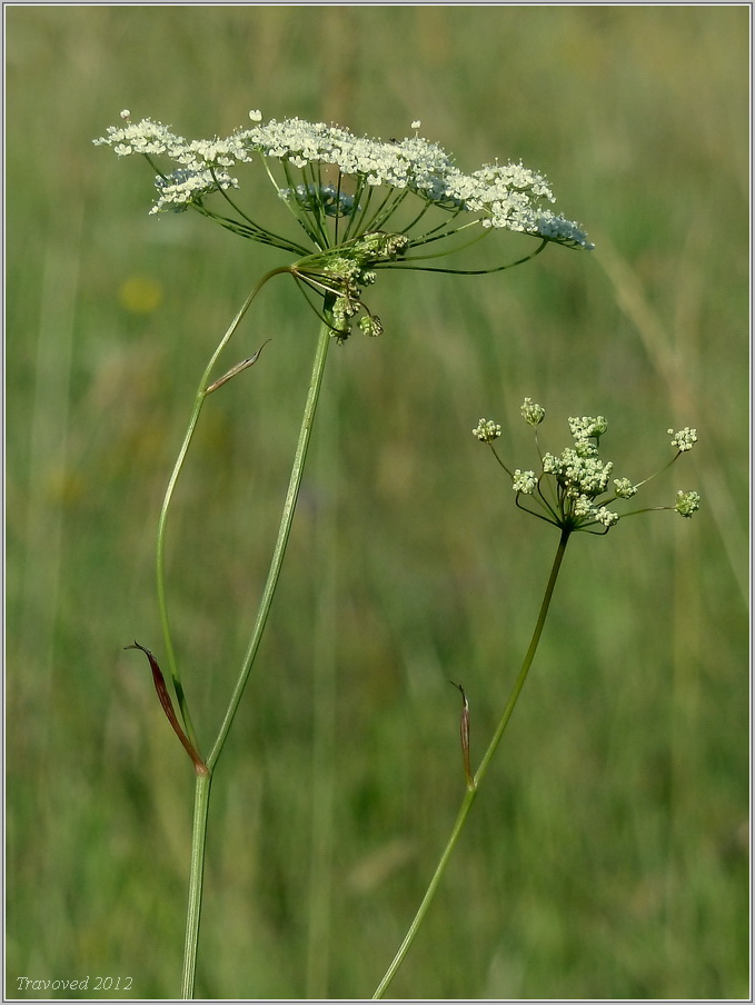 Image of Pimpinella saxifraga specimen.