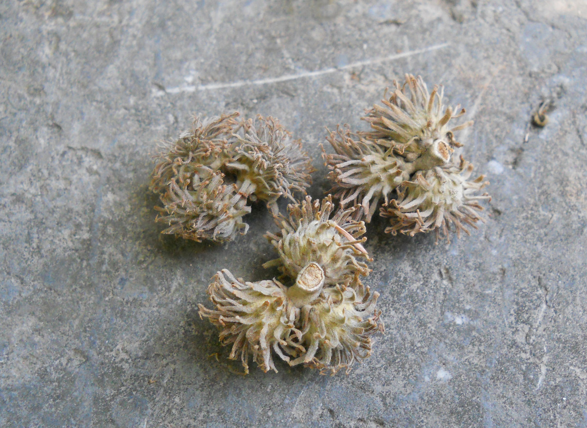 Image of Quercus cerris specimen.