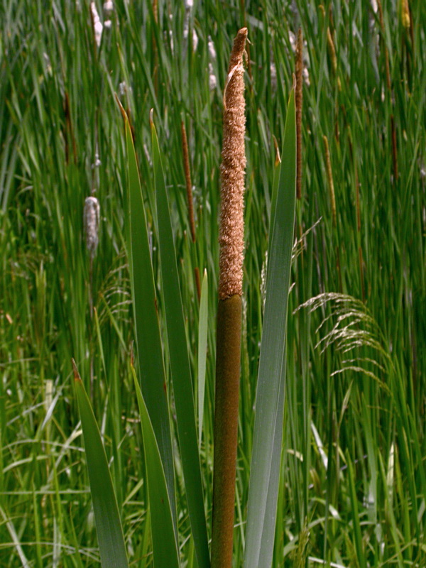 Изображение особи Typha latifolia.