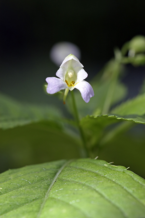 Image of Impatiens parviflora specimen.