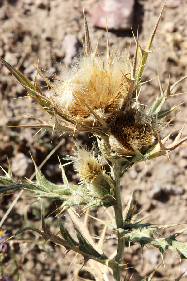 Изображение особи Cirsium turkestanicum.