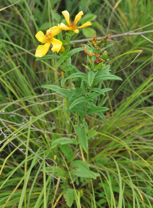 Image of Hypericum gebleri specimen.