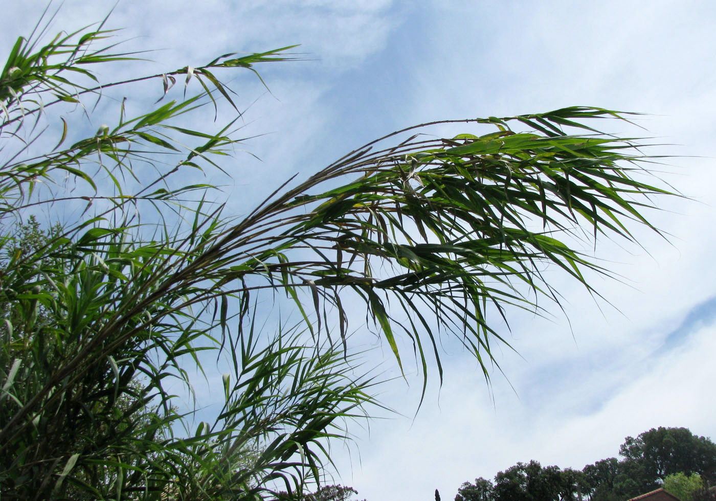 Image of Arundo donax specimen.