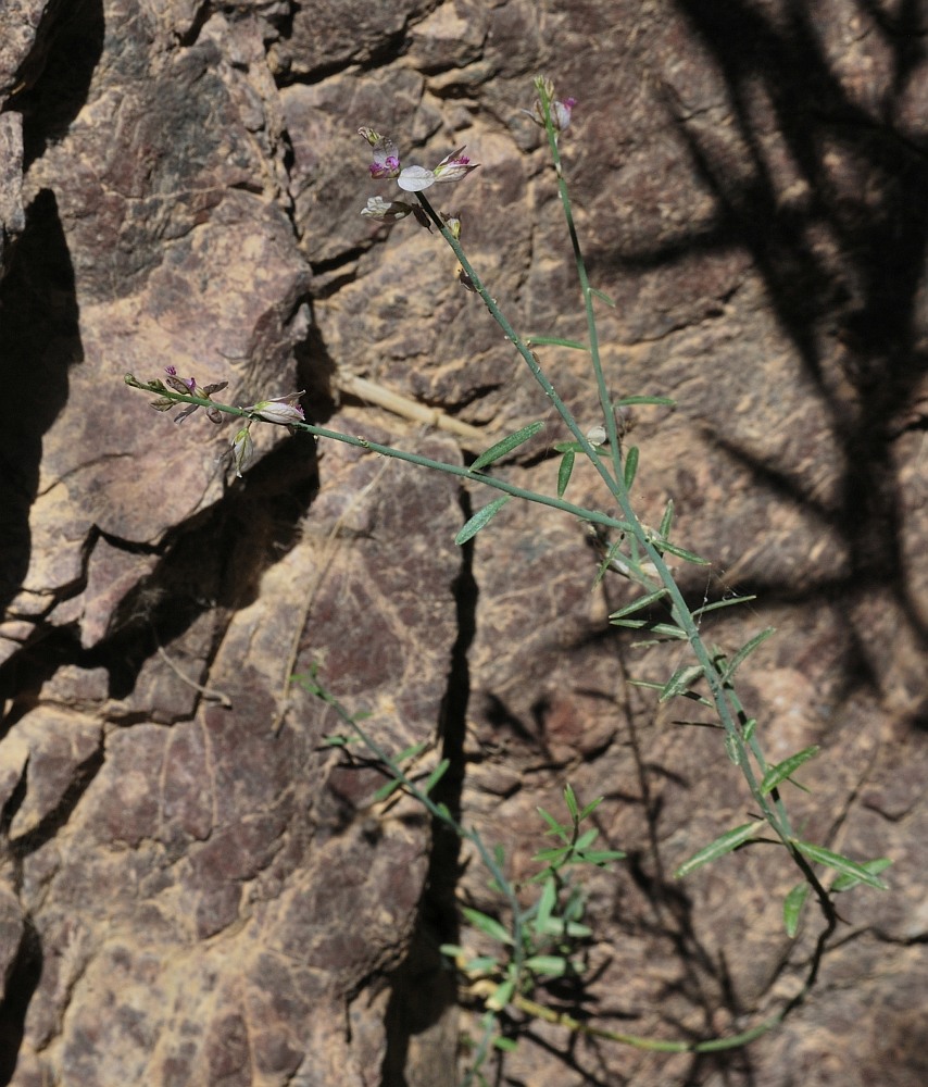 Изображение особи Polygala negevensis.