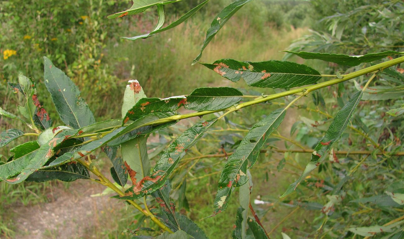 Image of genus Salix specimen.