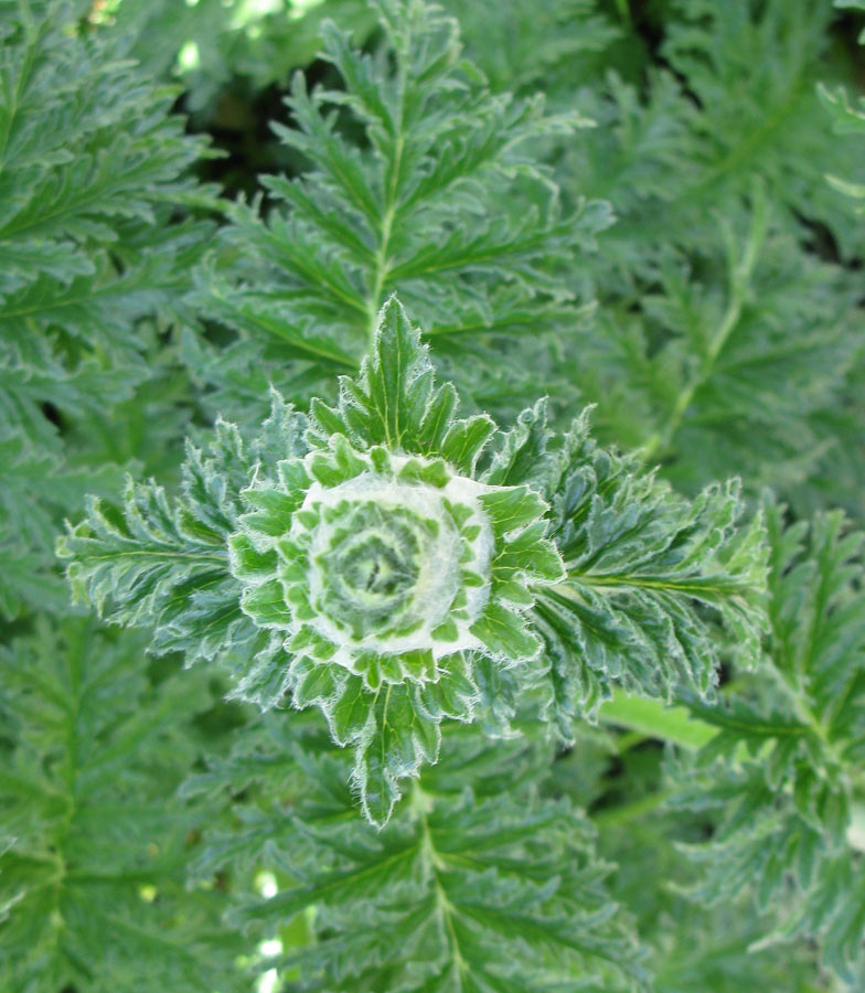 Image of Phlomoides laciniata specimen.