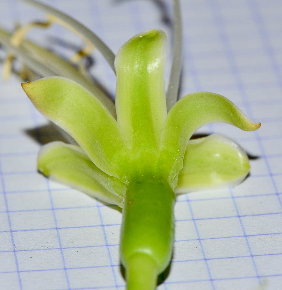 Image of Agave attenuata specimen.