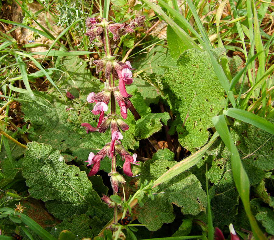 Image of Salvia hierosolymitana specimen.