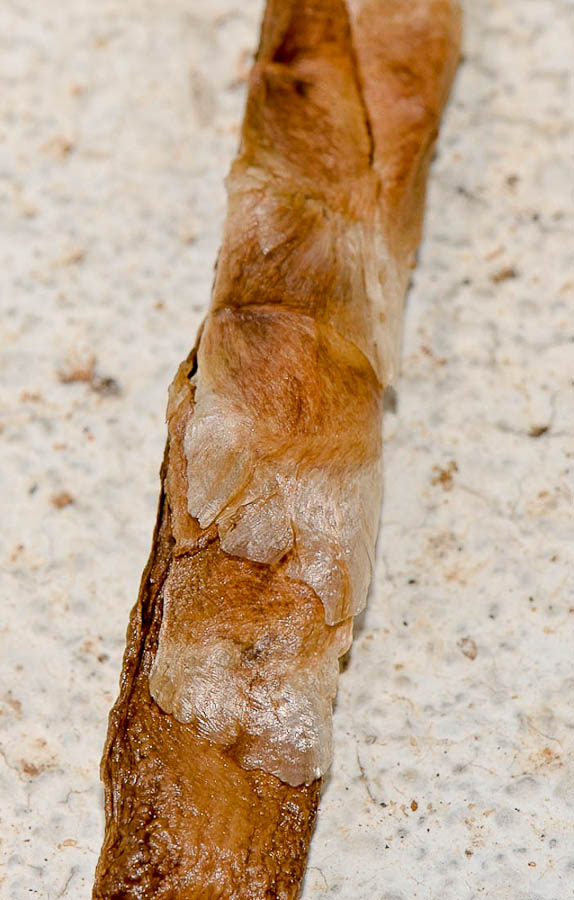 Image of Tabebuia impetiginosa specimen.