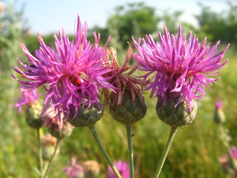 Image of Centaurea adpressa specimen.