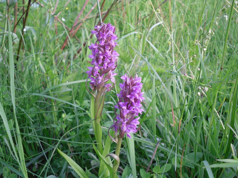 Image of Dactylorhiza incarnata specimen.