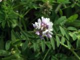 Astragalus filicaulis. Соцветие. Узбекистан, Кашкадарьинская обл., низкогорья в окр. Дехканабада, горы Кайпантау. 19.05.2009.