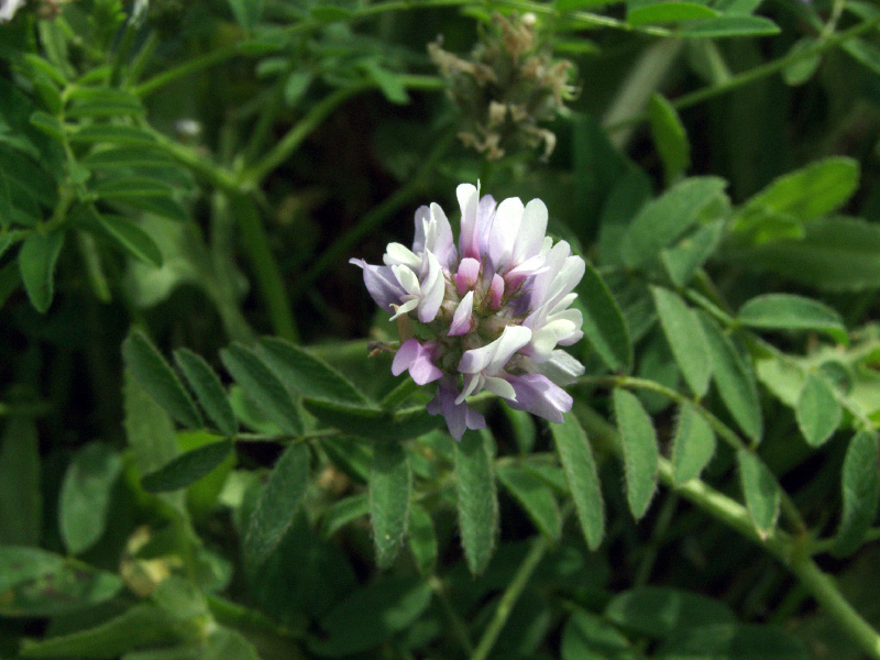 Image of Astragalus filicaulis specimen.