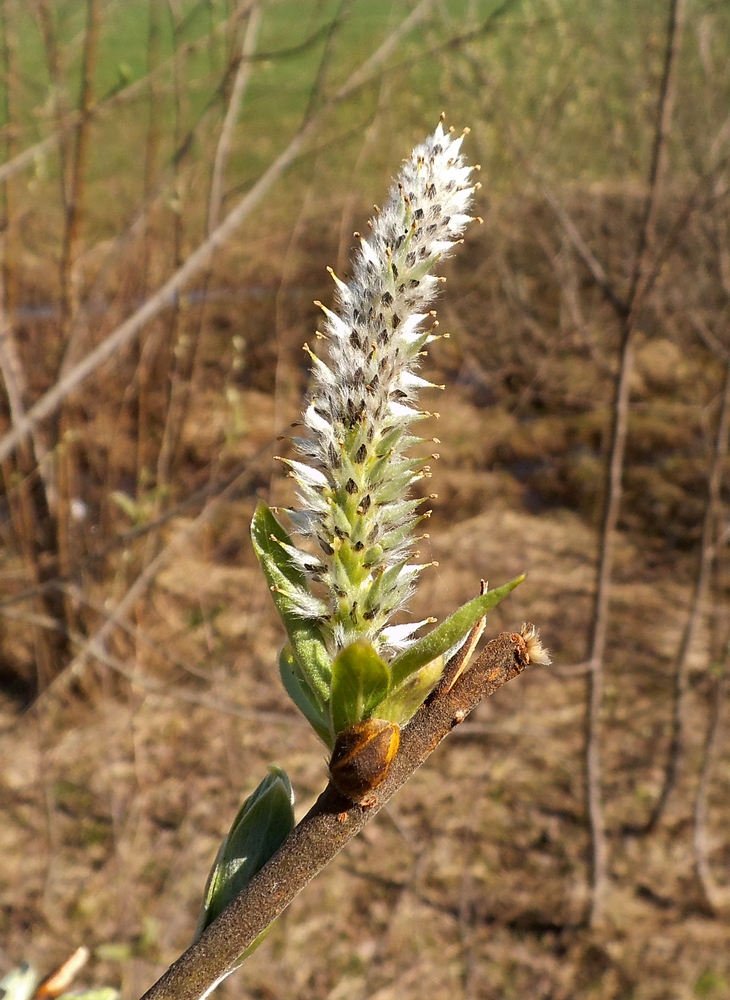 Image of Salix gmelinii specimen.