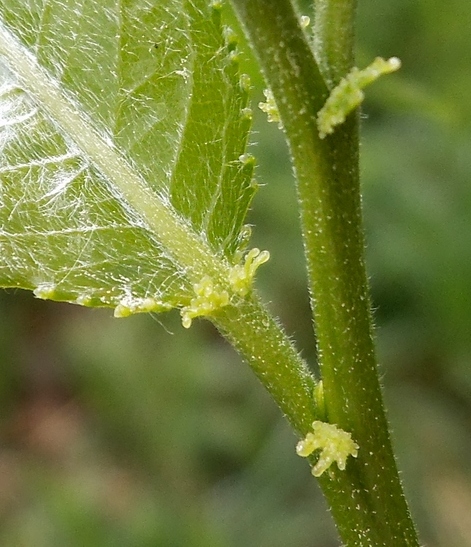 Изображение особи Salix &times; meyeriana.