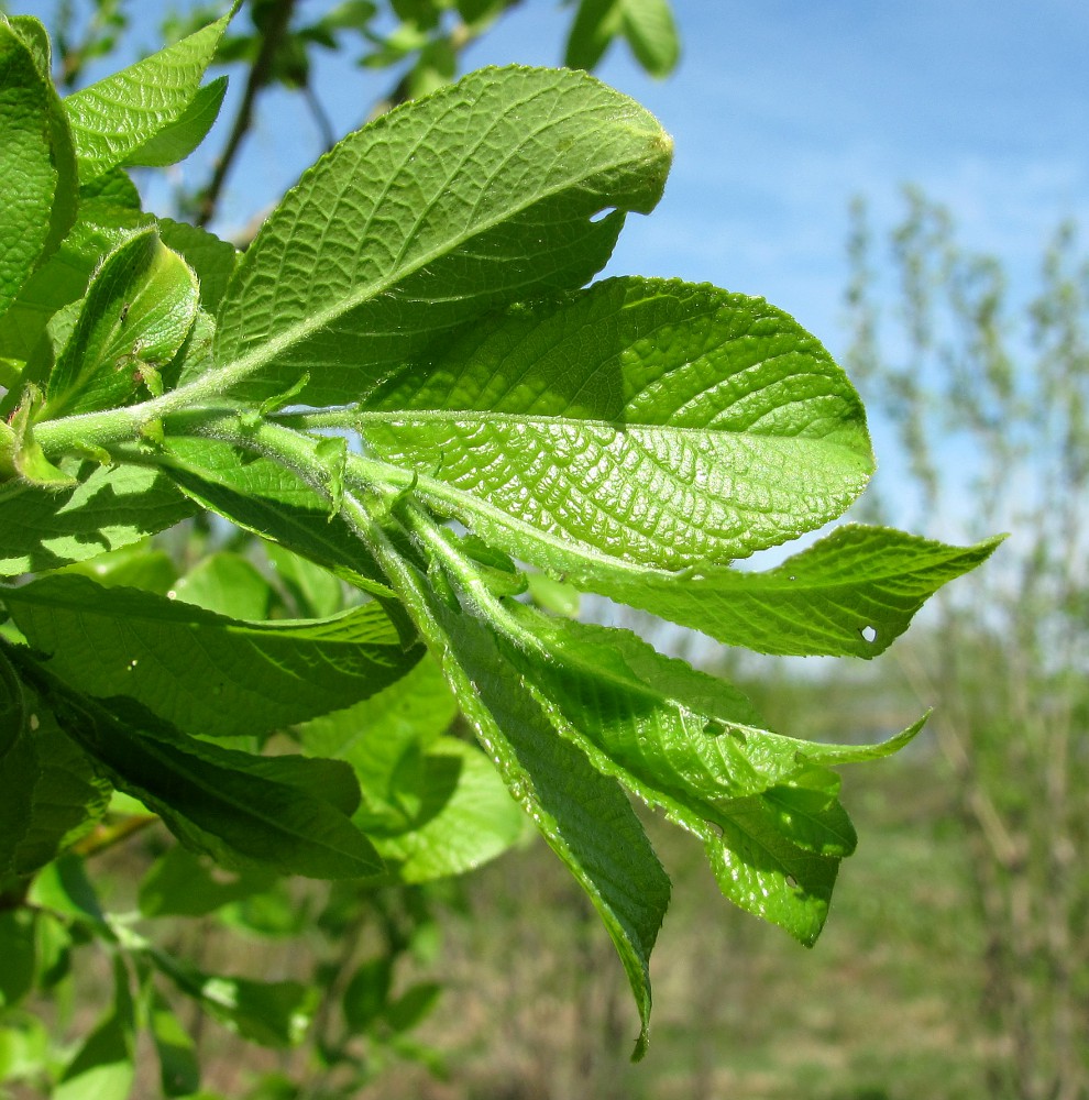 Image of genus Salix specimen.