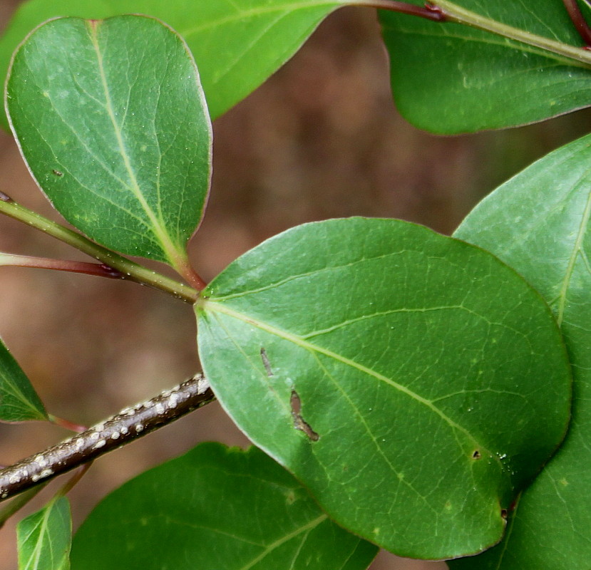 Изображение особи Lindera praecox.