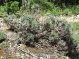 Lavandula angustifolia. Старое растение. Крым, возле пос. Никита, лес к востоку от Никитской расселины. 24.05.2013.